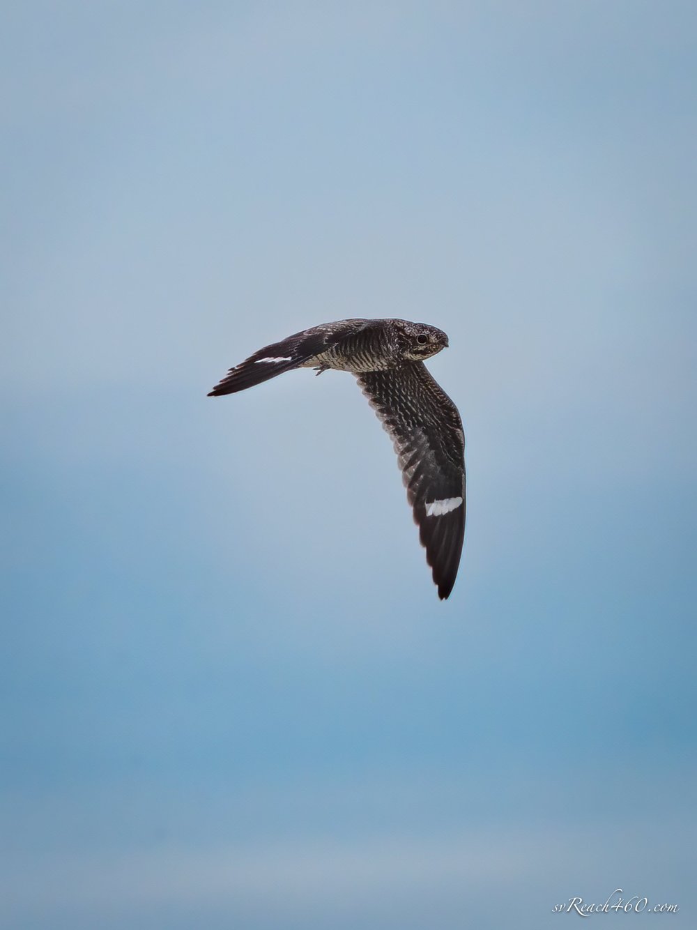 Common nighthawk