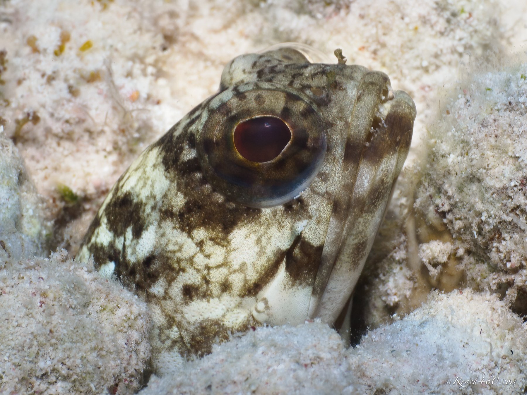 Mottled jawfish