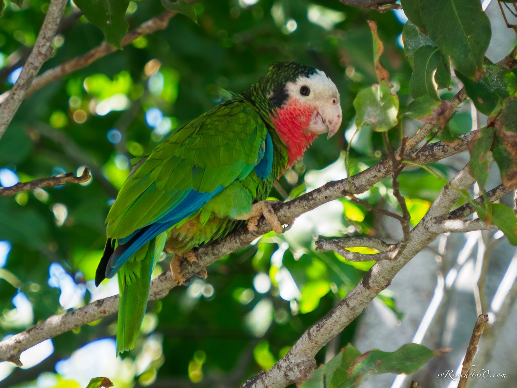 Cuban/Bahama parrot