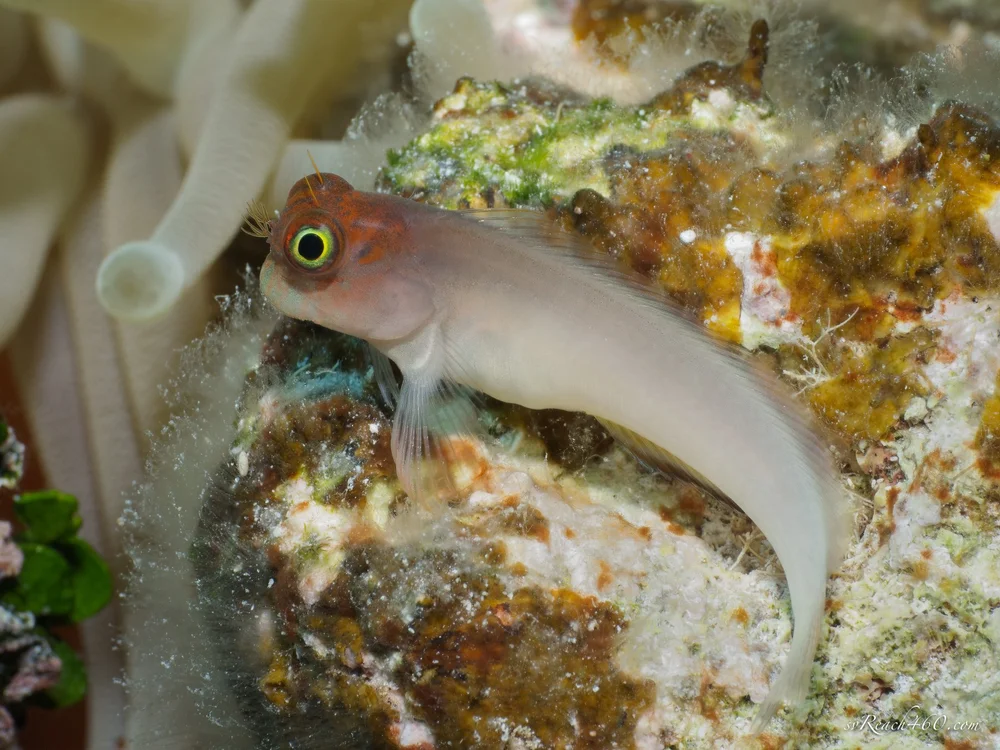 Juvenile redlip blenny - gray morph