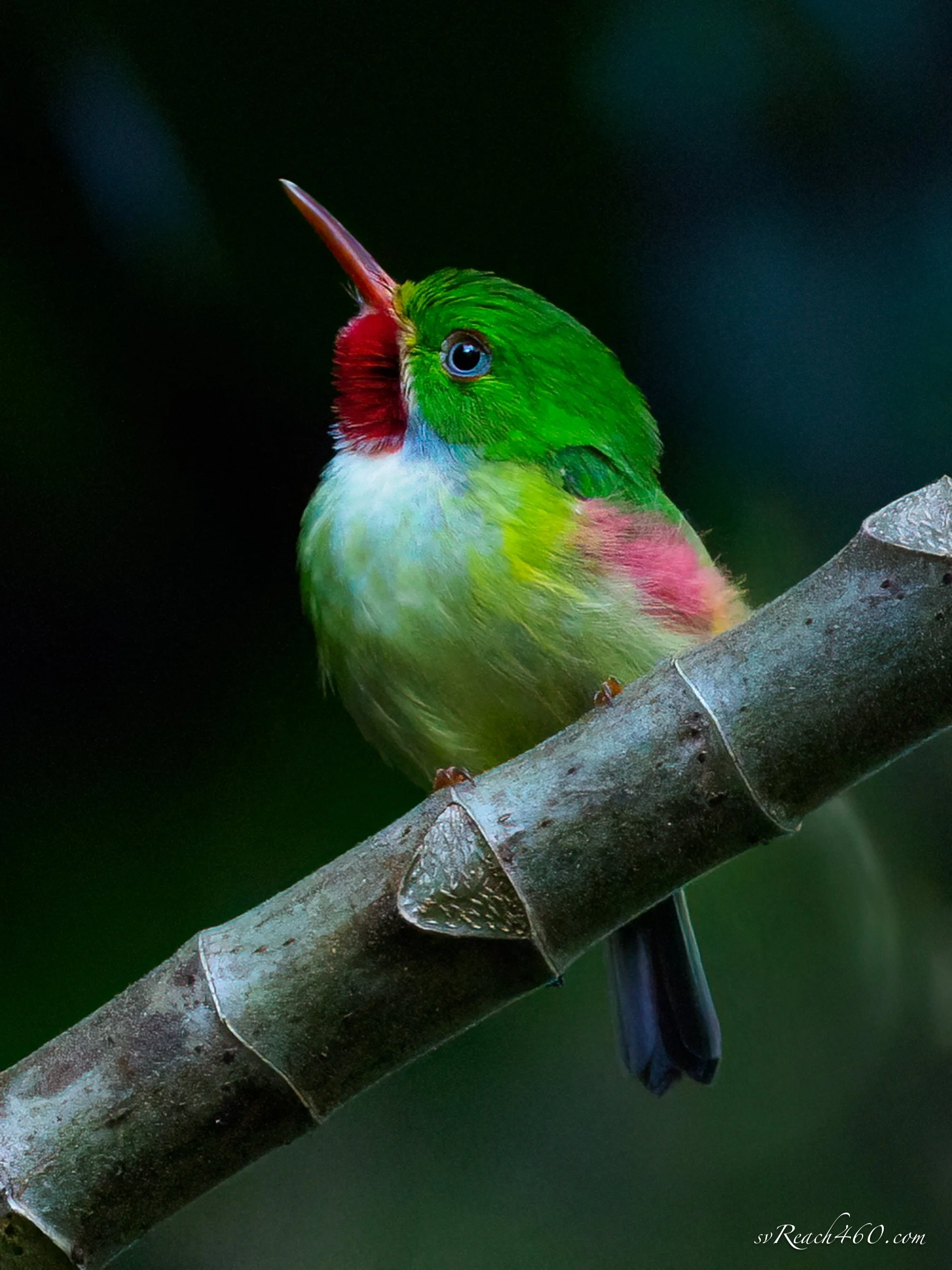 Birds of the Caribbean (Copy)