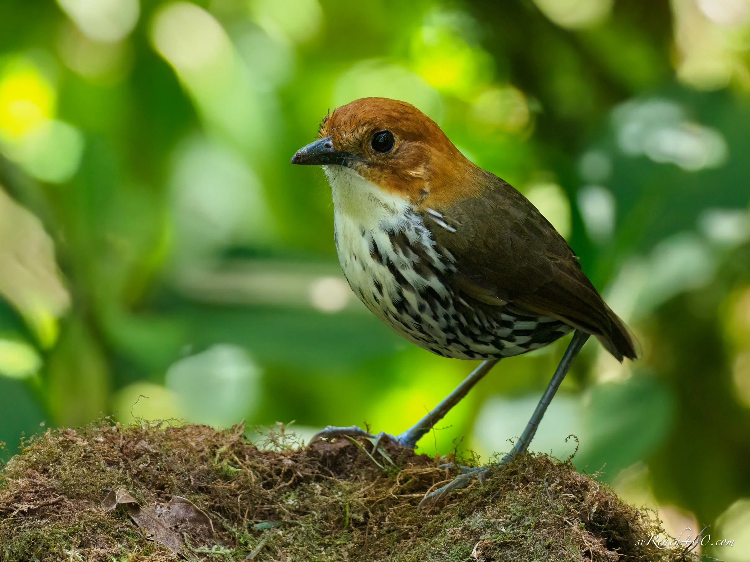 Birds of Central & South America (Copy)
