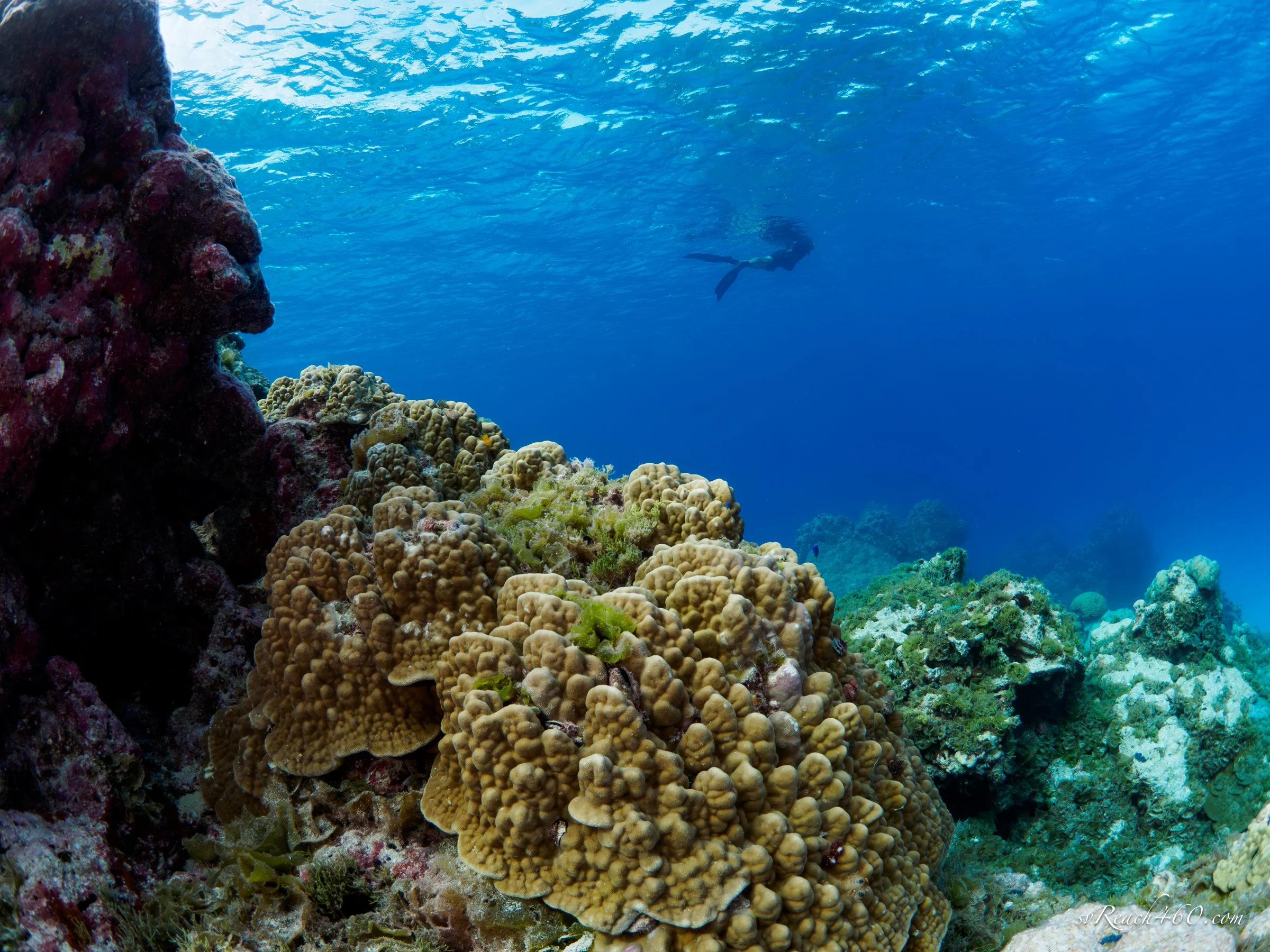Underwater ~ Pacific