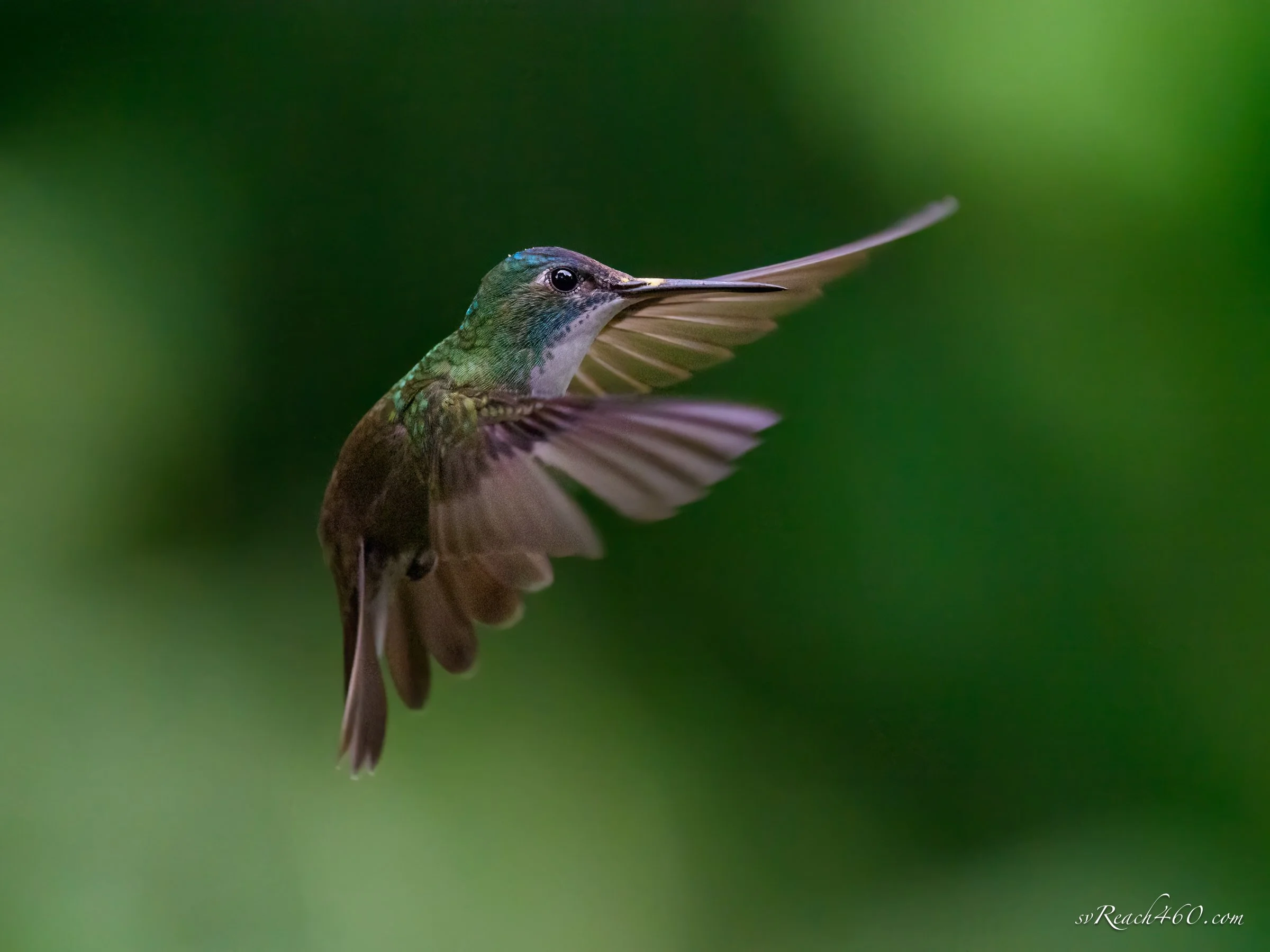 Birds of Central America
