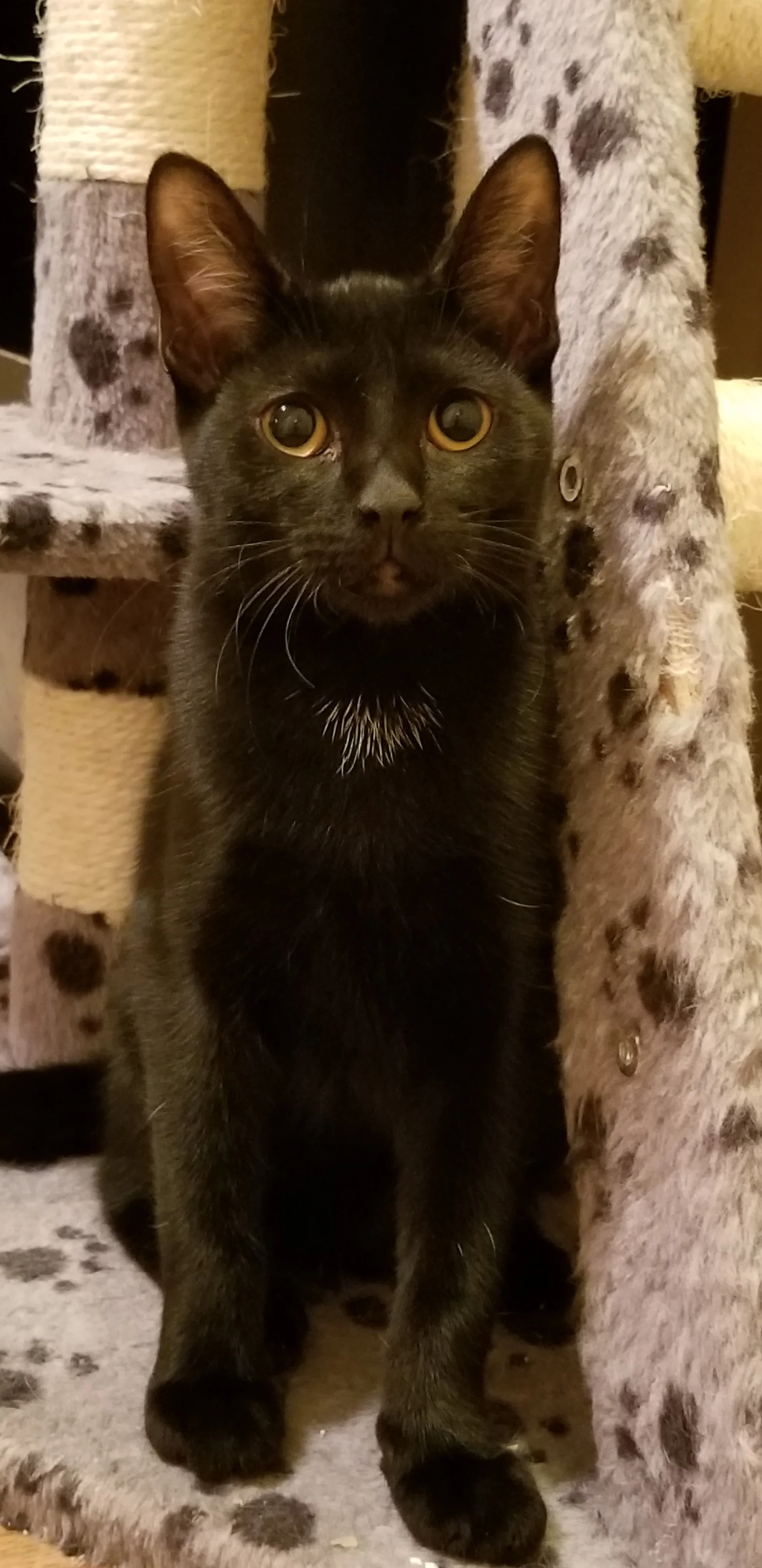 Coco (1).jpg