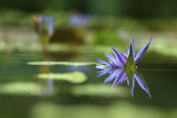 39-water-lilly.jpg