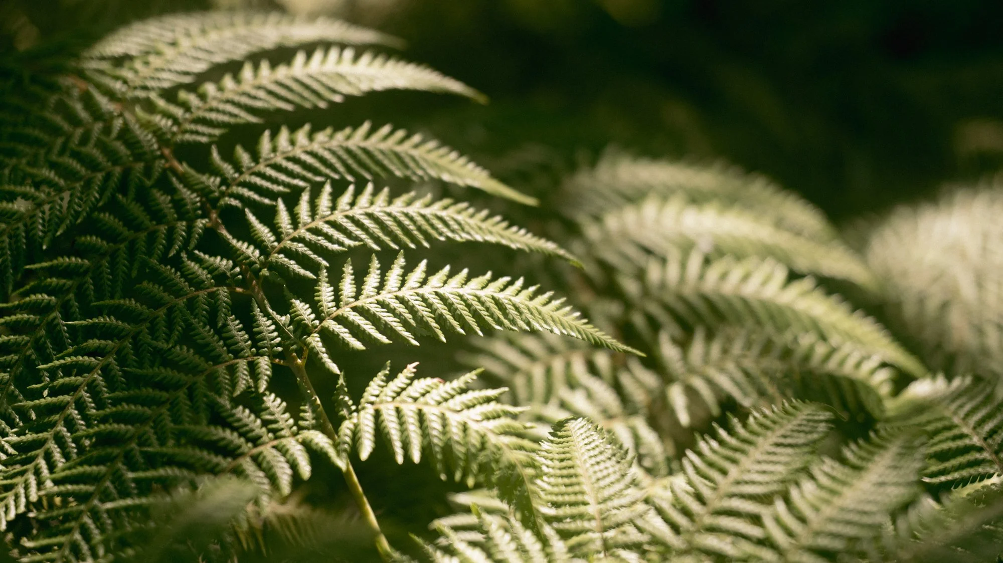 Lydia Martinez Lumix S1 Mexico City-1.jpg