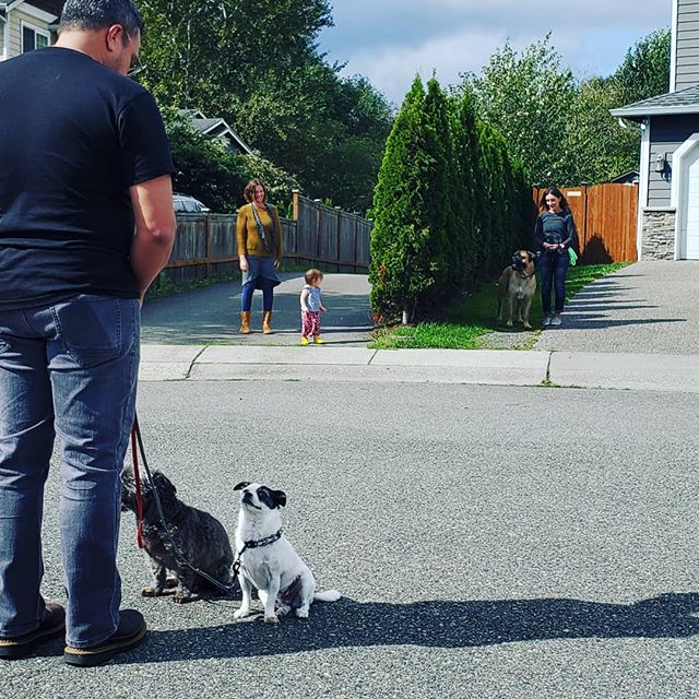 Dog Training....It is a Family Event!

#intheflowk9 #dogtraining #trainyourdogs #family
#mastiff