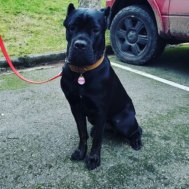 Cane Corso
18 month old in need of confidence building

If you are seeing signs of nervousness, anxiety, aggression or any other behaviors that are troubling for you and your dog....get in touch....there is hope !

With the Right Structure and Traini