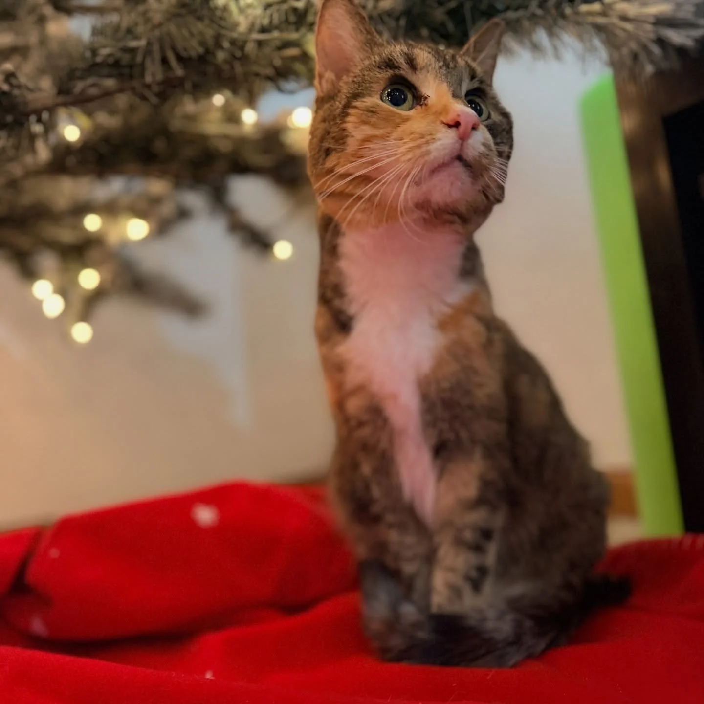 some finished some WIPS some life lately 🪺 I can&rsquo;t wait to start doing more color in the new year 🌈 

#denvertattooartist #coloradoartist #dayinalife