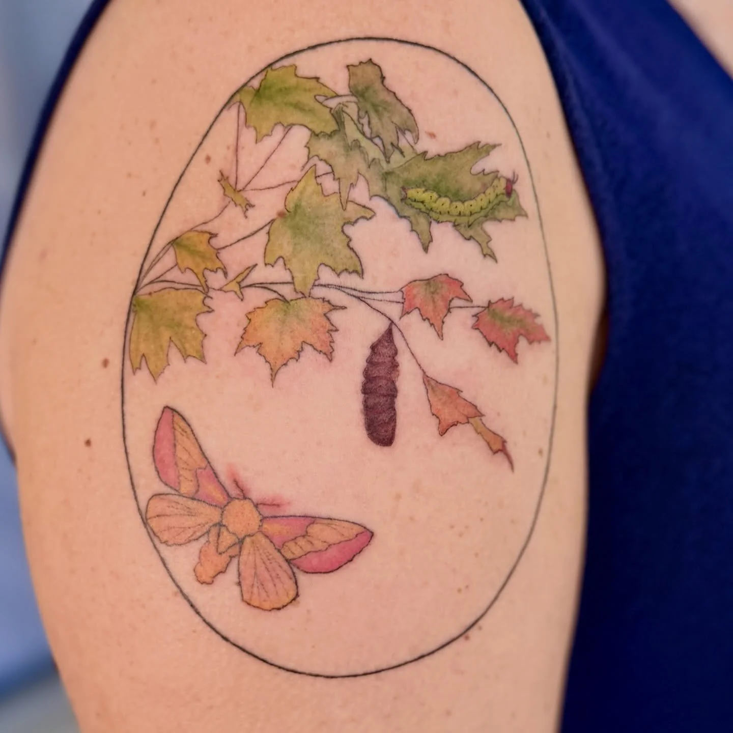 finished coloring this cute rosy maple moth life cycle the other day! Swipe for a close up on this cutie patootie caterpillar 🐛 

Thank you Megan SO much as always. I cannot wait to do more bug projects with you!! 🐞 🪲 🦋 

#entomology #insecttatto