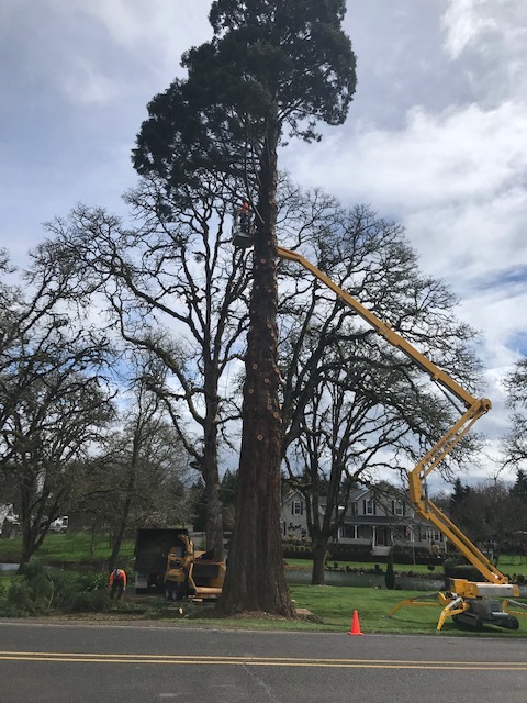 Urban Logging 2.jpeg