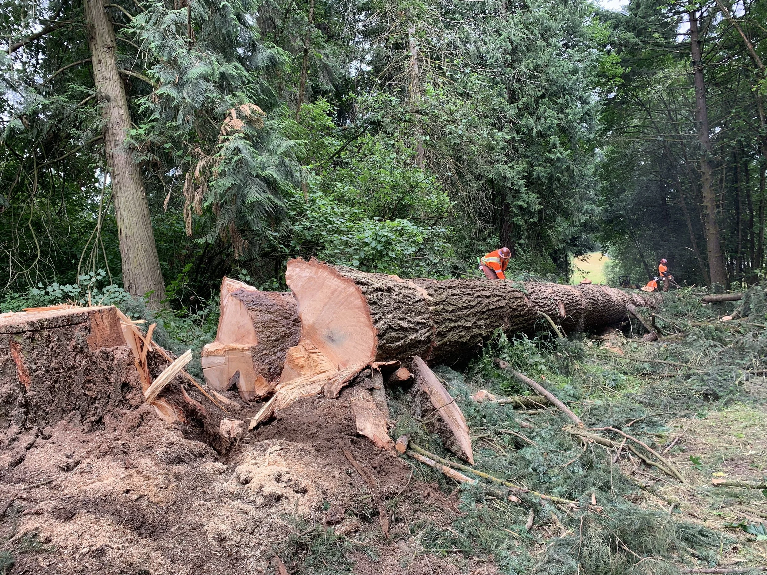 Stump Grinder 3.jpeg