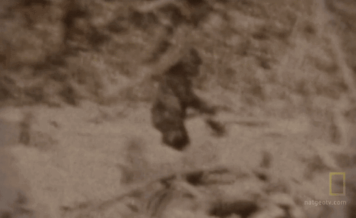 tumblr_ol8i4e9BwX1w47np7o1_500.gif