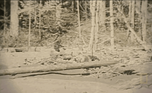 tumblr_ol8i4e9BwX1w47np7o2_500.gif
