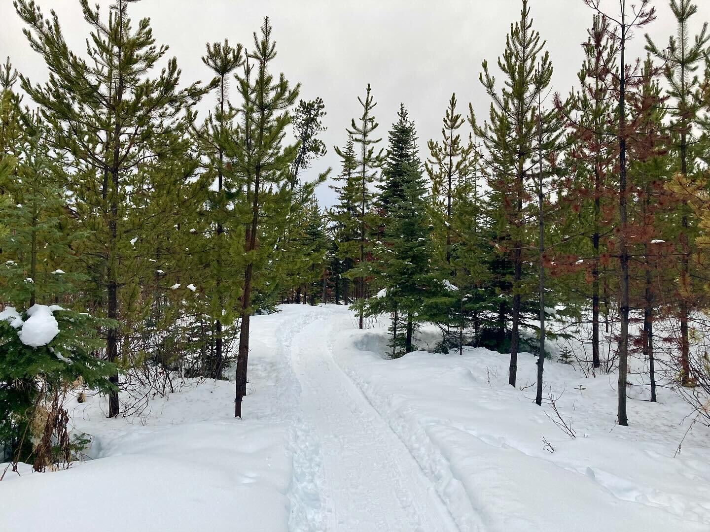 The weather outside is frightful, but the Azan Tunneh is delightful! 

Grooming and unseasonably warm weather have helped to pack in the trail, so conditions are perfect for snowbiking or trail running 🚲

#morata #moratamackenzie #mackenziebc #azant