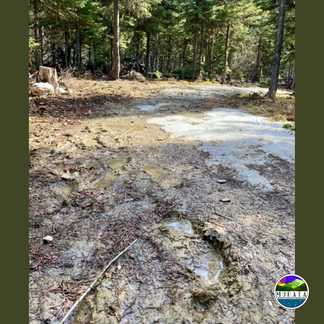 As the last of the snow melts away on the Azan Tunneh, the trail is getting very soft! If you're leaving deep footprints or tread marks on the trail, please avoid those areas until the trail dries out. 
If you're looking for a great early spring trai