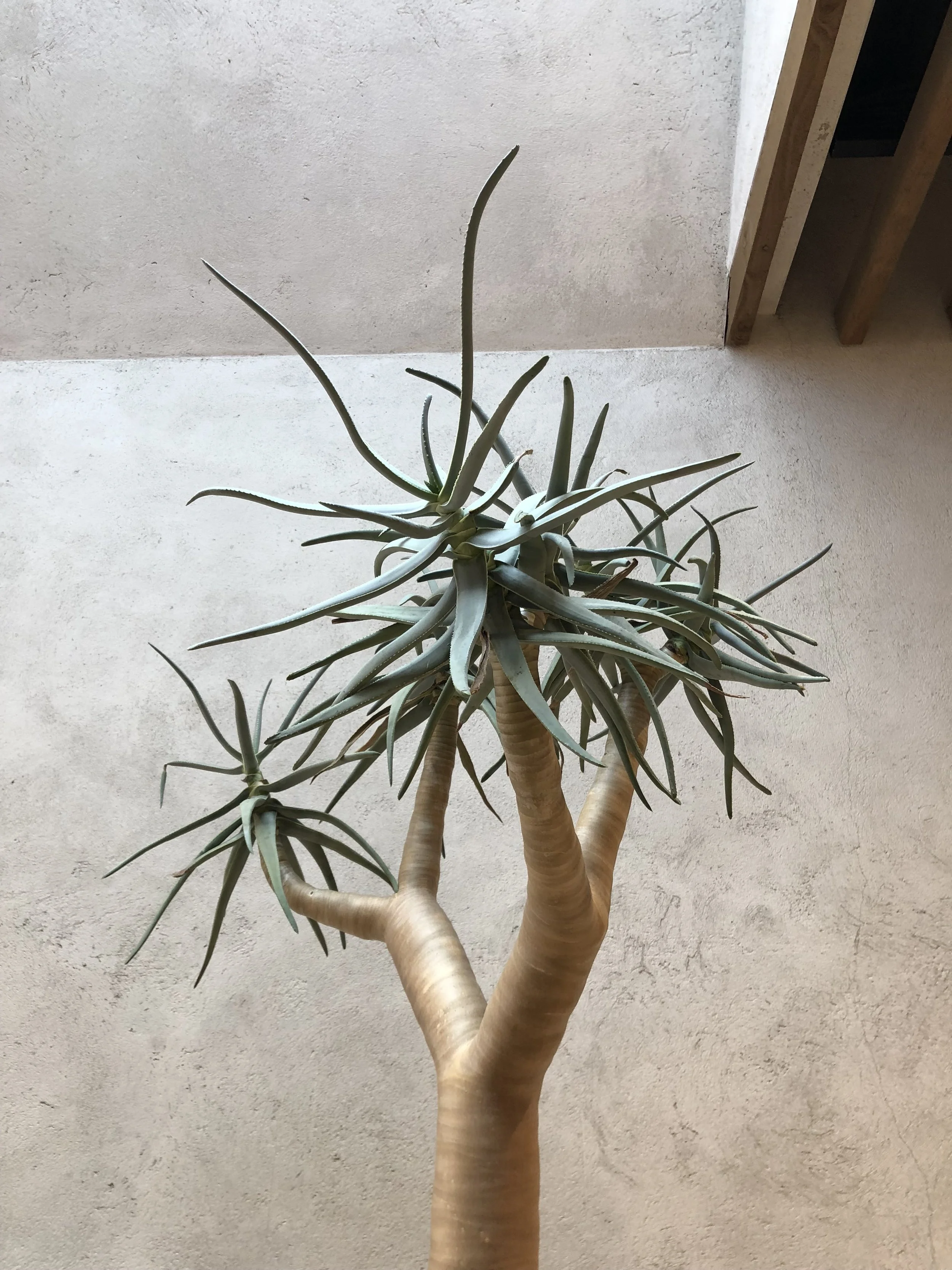tree aloe at raquel allegra la