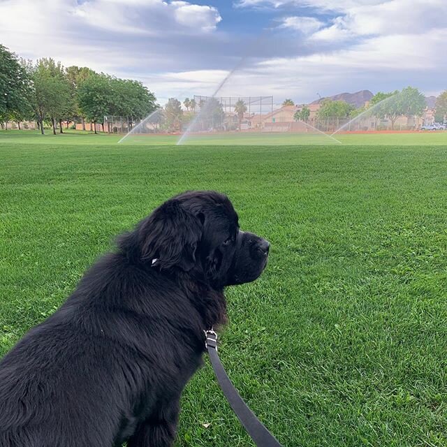 Beautiful morning❤️
Looking forward to meeting with clients today with mask on~
#weddingflorist #flowers #petalpusher #doglover #newfy #lasvegasweddings #floraldesign #weddedbliss #weddinginspiration