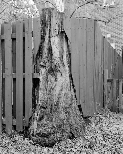 59_20131115treefence01.jpg