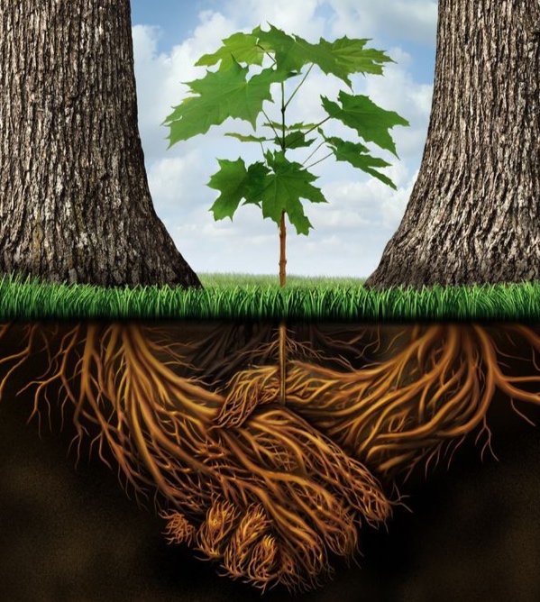 19986433_m+tree+root+hands.jpg