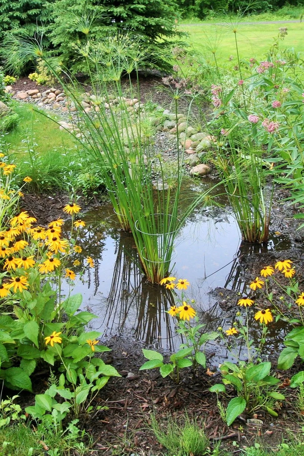 Rain Garden