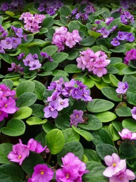AFRICAN VIOLET