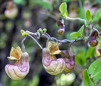 Aristolochia_californica.jpeg