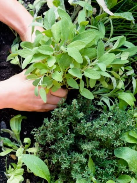 Tame Them! The Best Herbs to Naturally get rid of those unwanted weeds in your outdoor space