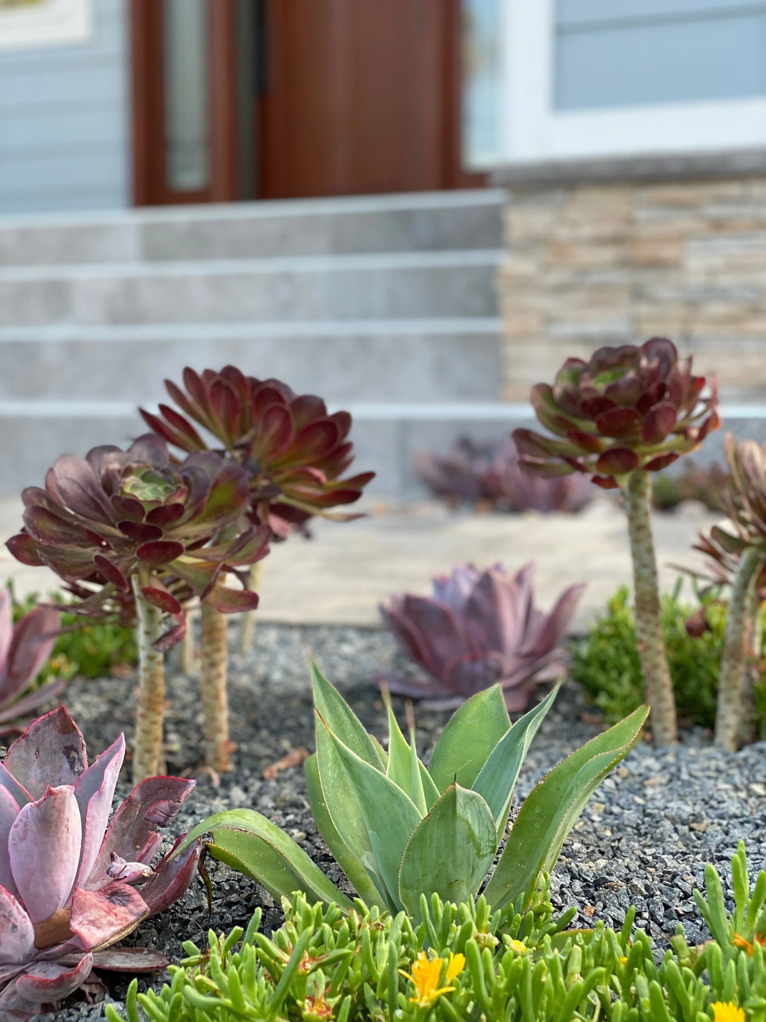 Creating Fire-Resistant Landscapes in Southern California: Best Plants and Ground Cover for Your Property