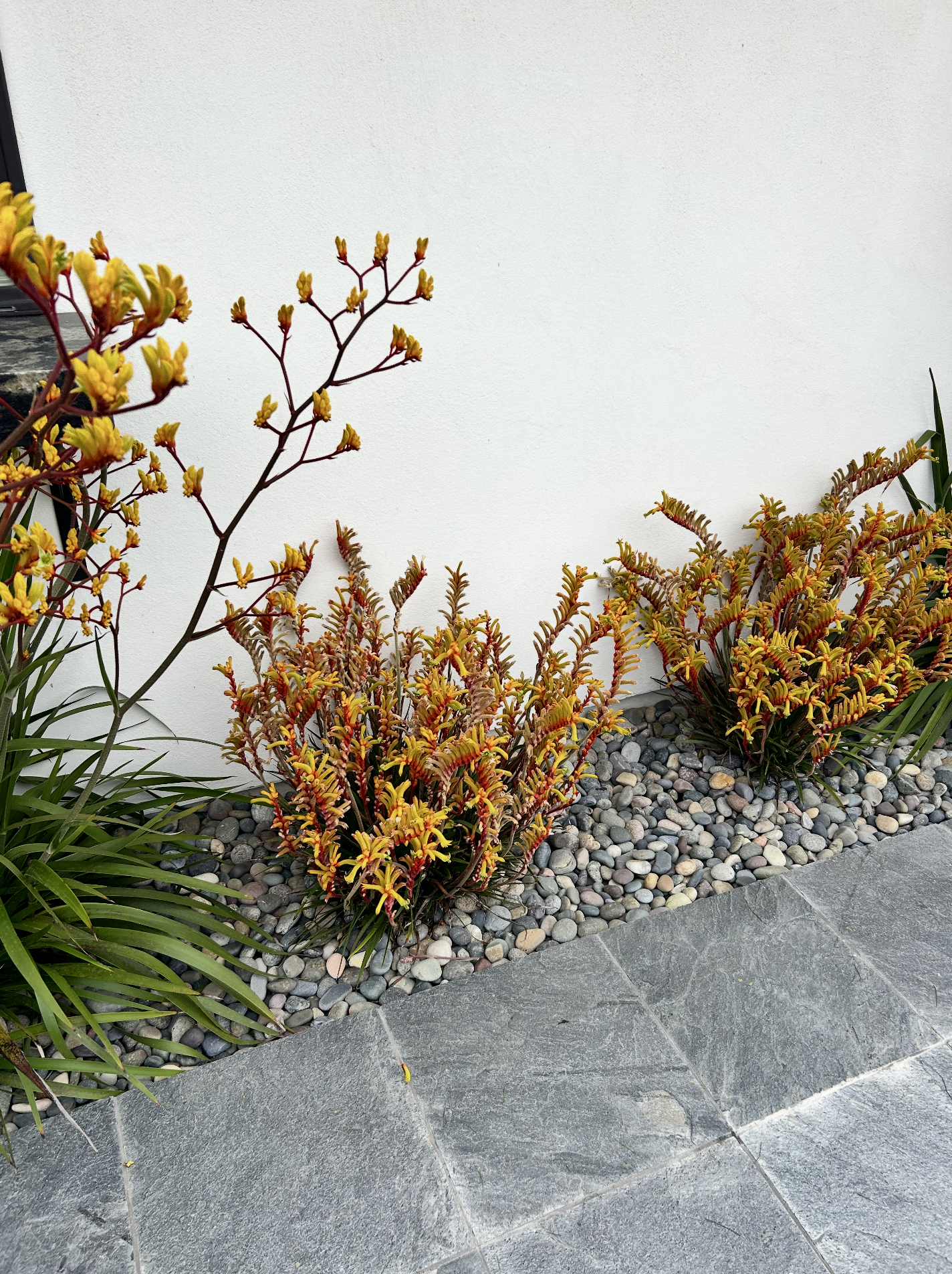 Pruning Plants in Southern California: When, Why, and How to Do It Right