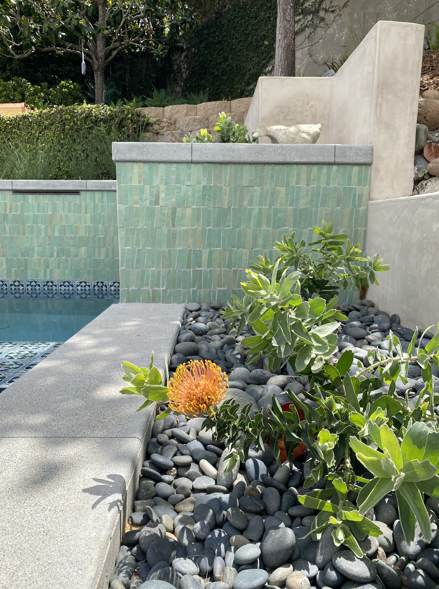 The Best Plants Around Pools &amp; Spas in Southern California