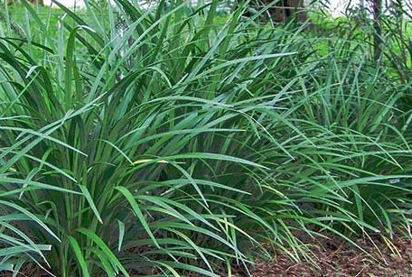 just-right-liriope-planting-yourscape-brisbane.jpg