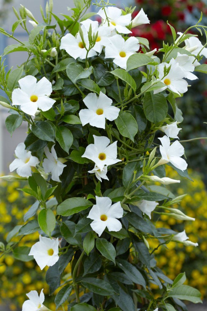 mandevilla-white-fantasy-climber-plants-landscaping-yourscape-goldcoast.jpg