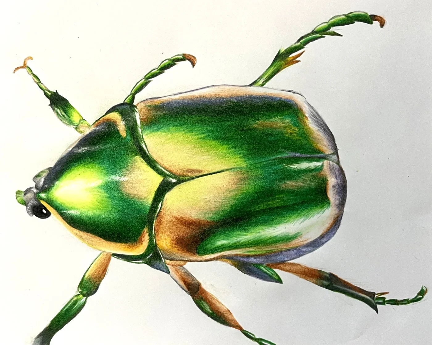 beetle-Aviana-web.jpg