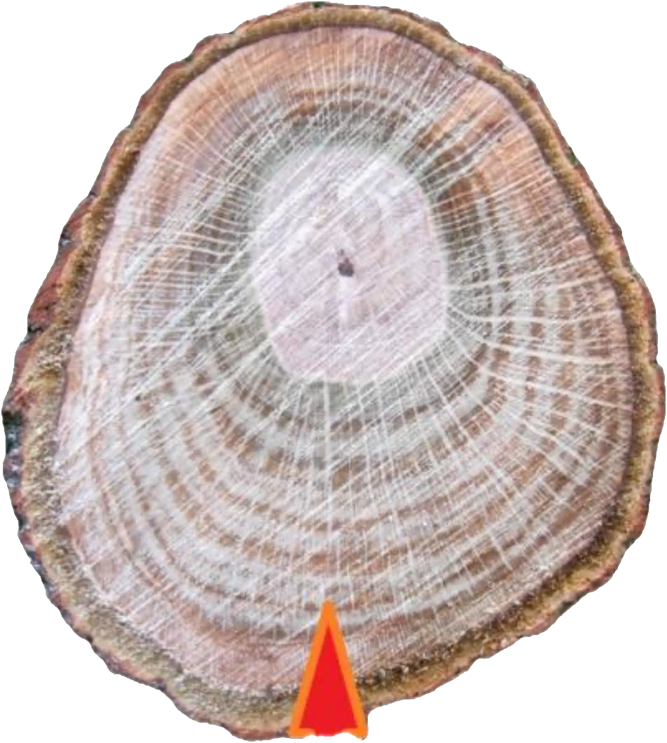 compressionwood.png