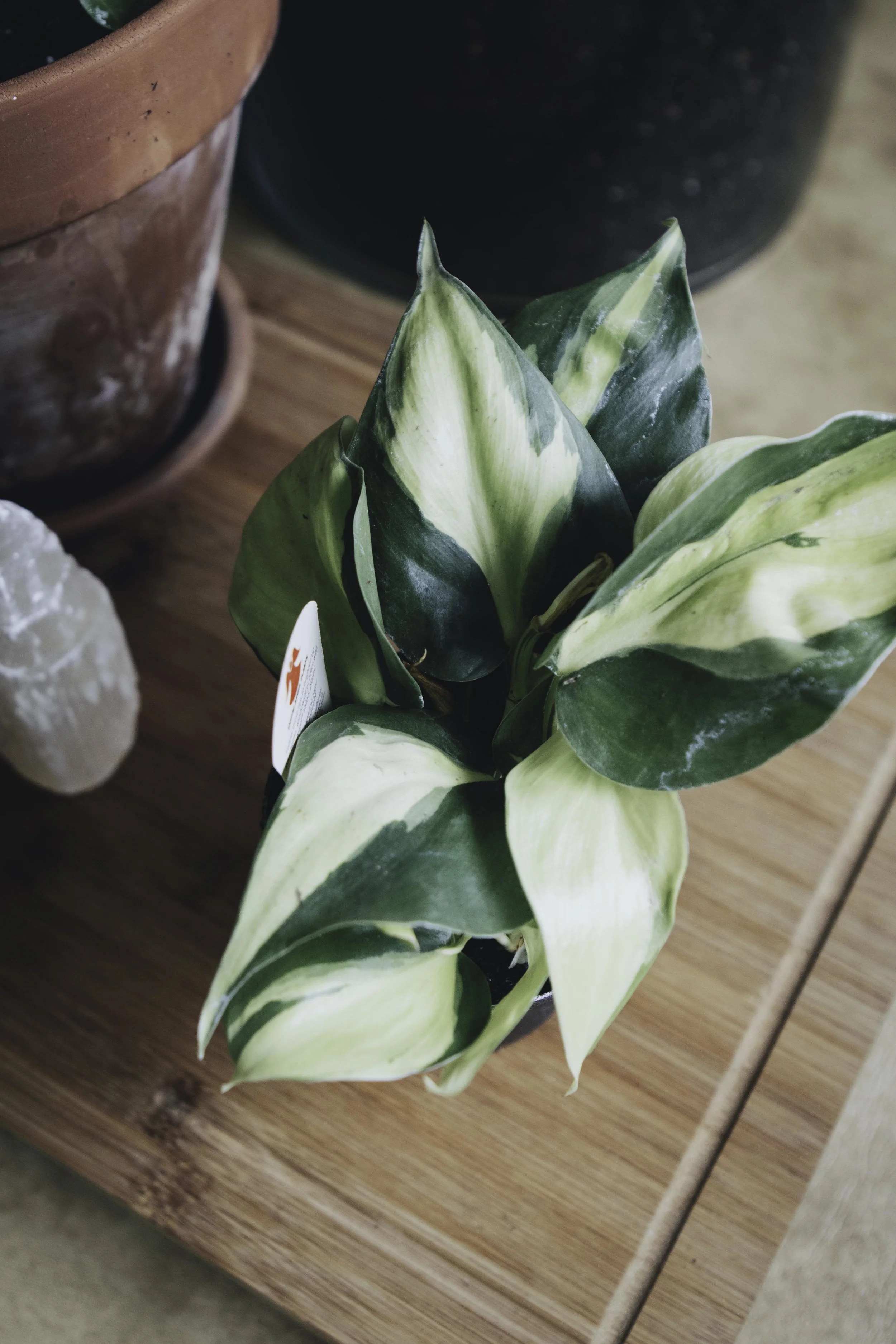 Plants 22.jpg