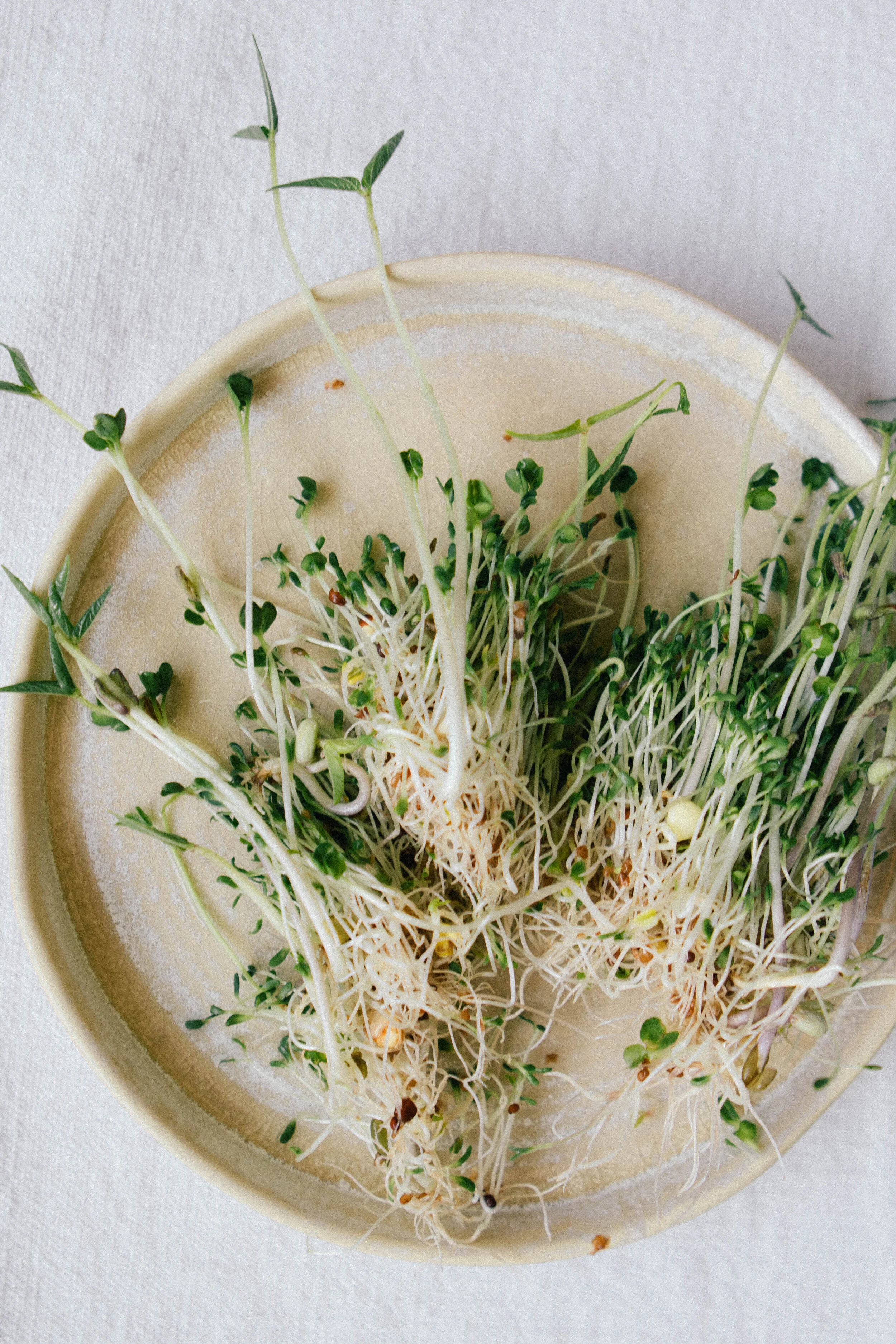 sprouts-18.jpg