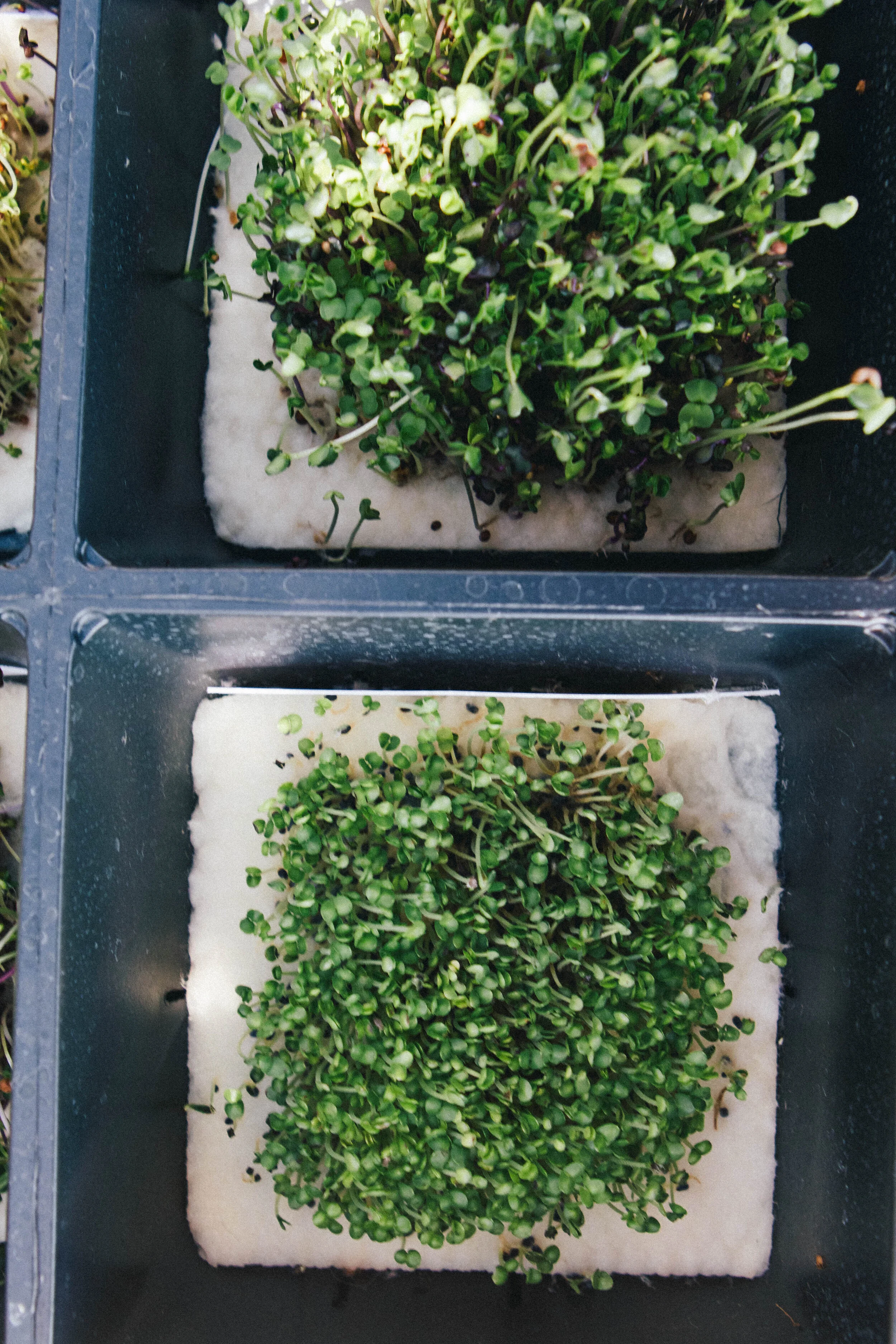 sprouts-13.jpg