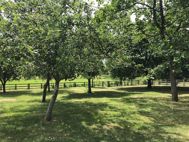 The Orchard