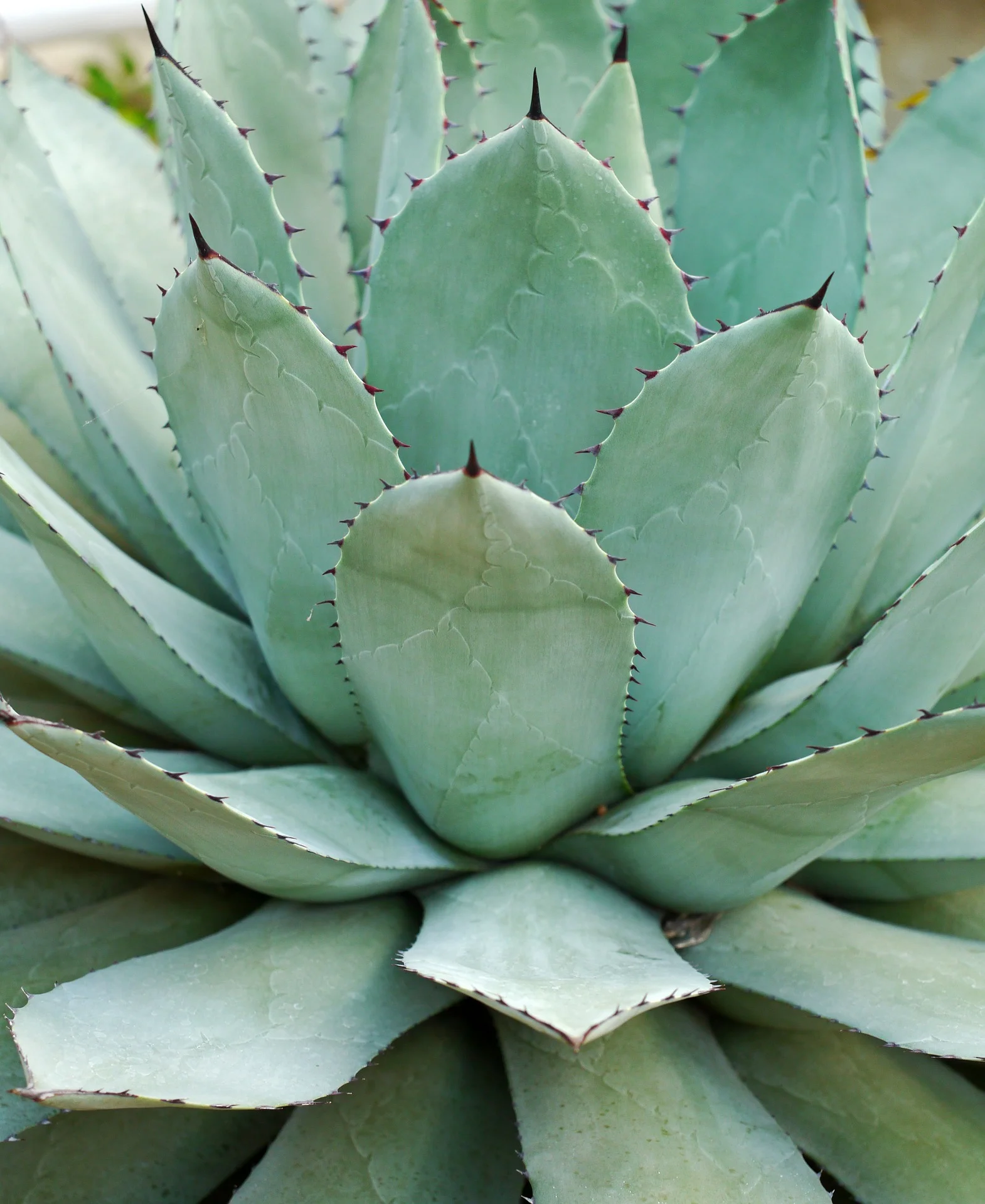 Le sirop d'agave, un produit sain et naturel ?