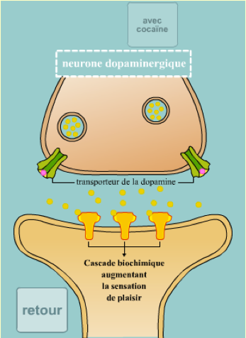 alix-le-calvez-nutrition-diecc81tecc81tique-lyon.png