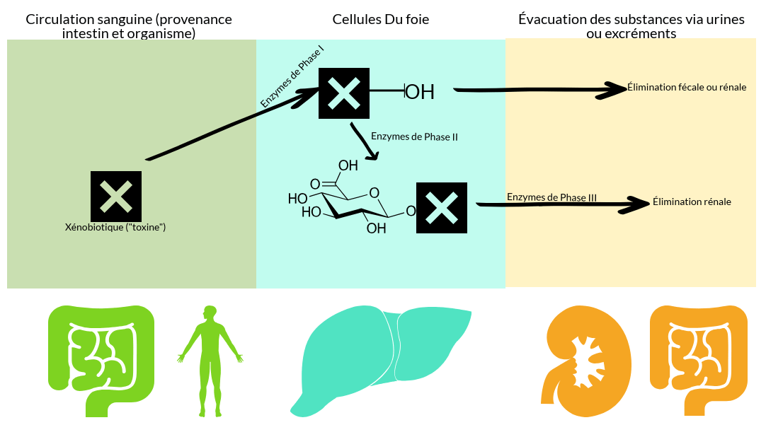 alix-le-calvez-diecc81tecc81ticienne-nutritionniste-bordeaux-e1550511997889.png