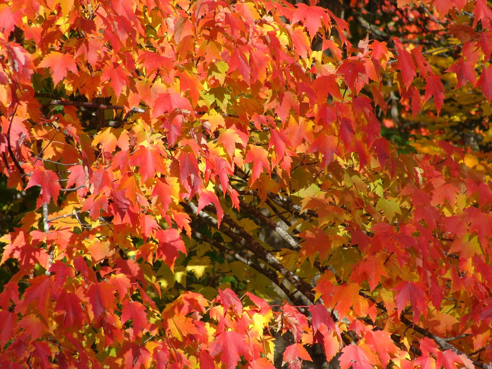 Золотом заполыхала листва место сбора. Любование красными листьями осенних клёнов..