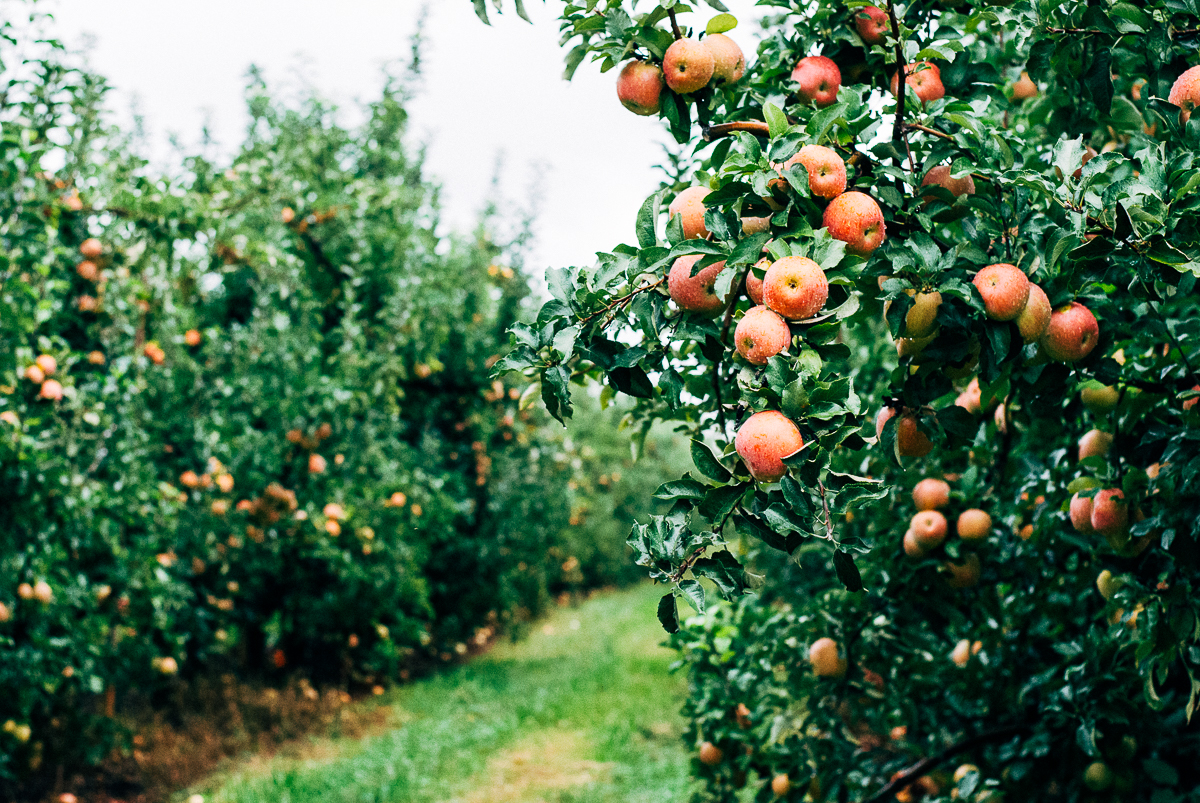 saunders brothers orchard06 2.jpg