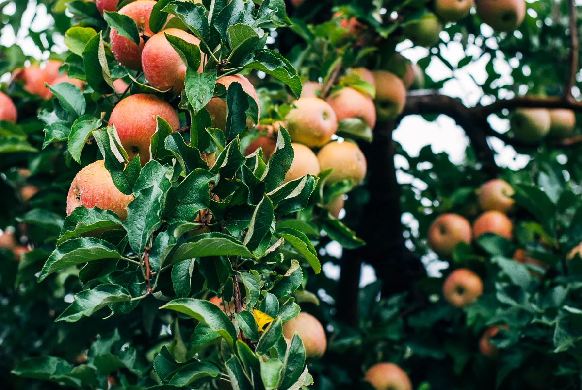 saunders brothers orchard05.jpg