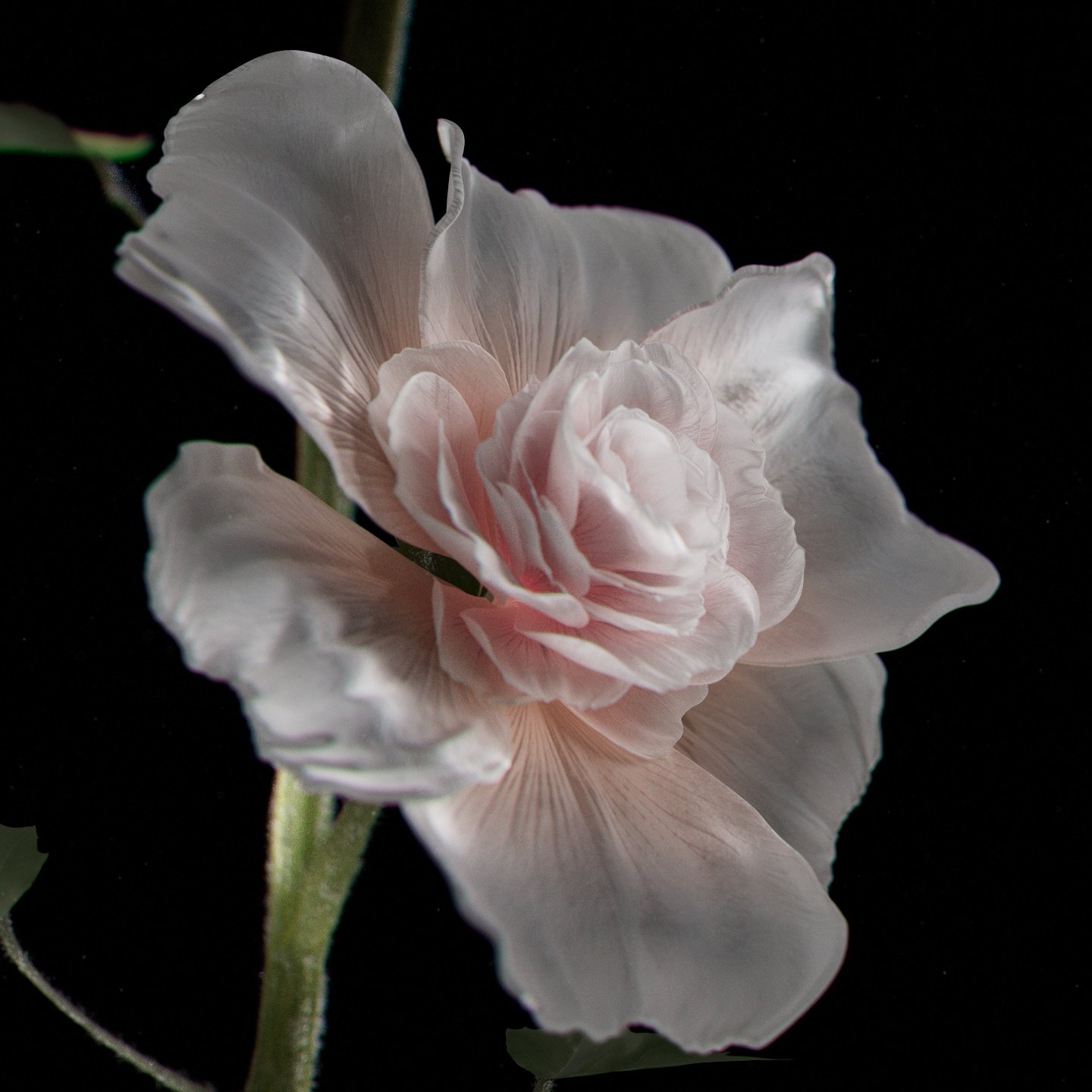 dead 2 (0-00-12-04).jpg