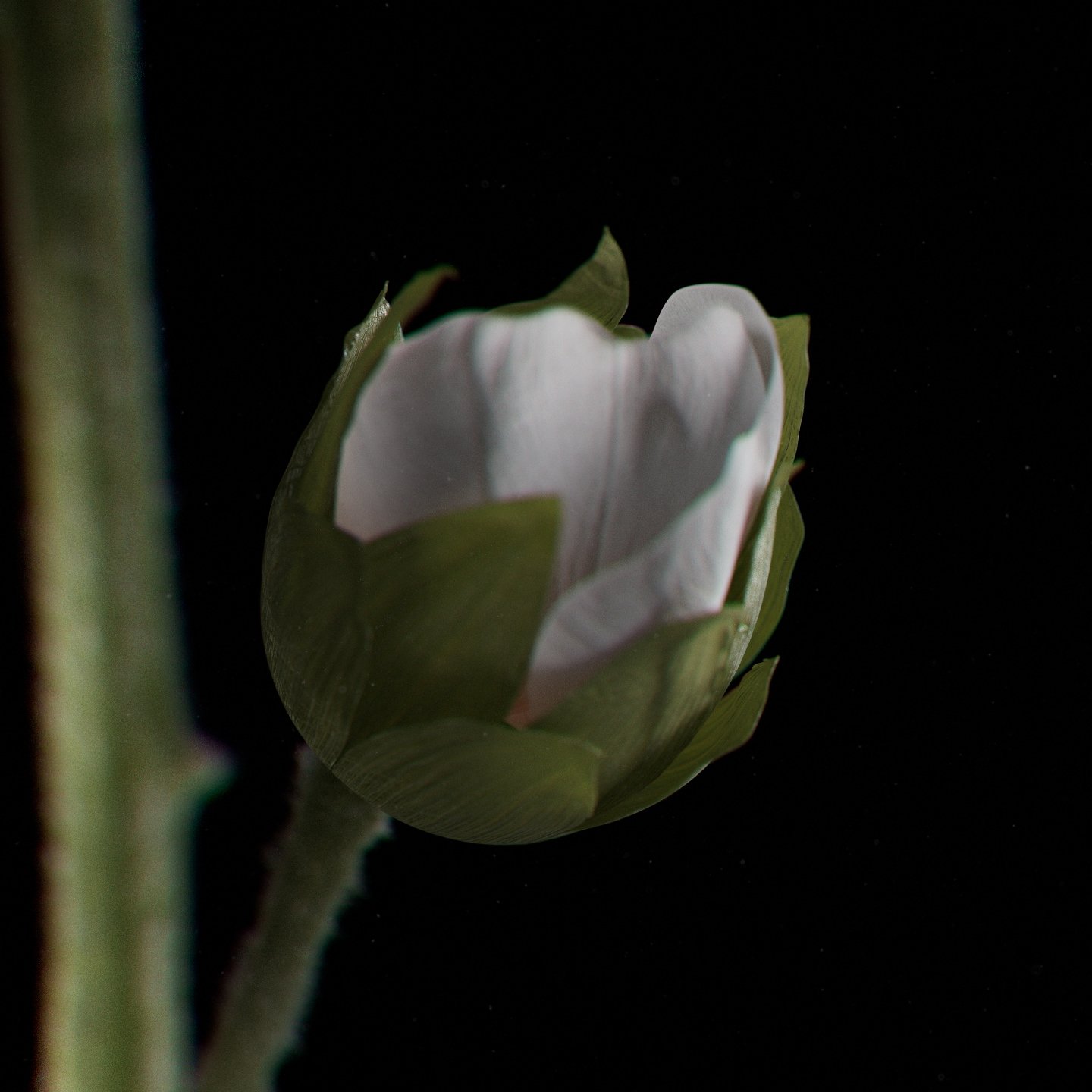 dead 2 (0-00-01-18).jpg