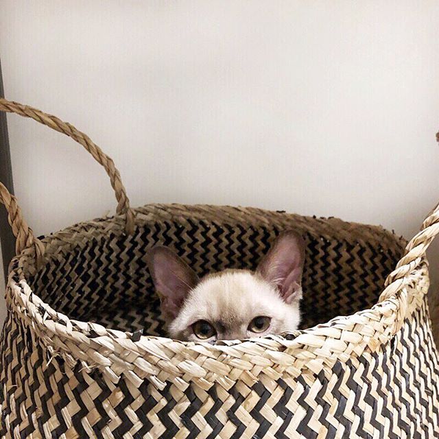 Hello there! The other little guy that lives here. #peekaboo