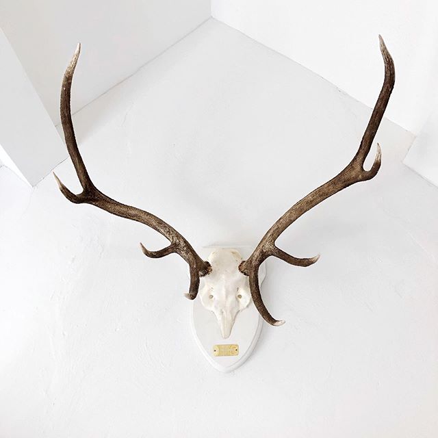 Keeping guard in The Bothy. A special gift from my wonderful Dad after a hard day&rsquo;s deer stalking in Scotland. #antlers